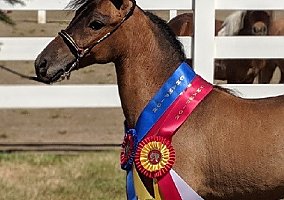 Miniature Horse (Miniature Horse, Gelding) in Hillsboro, OR