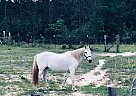 Shadow - Gelding in Eight mile, AL Shadow - Gelding in Eight mile, AL