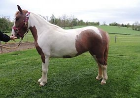 Gorgeous 5YO, 11.1 Hand Paint Pony Project Paint Pony Mare