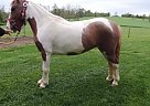 Paint Pony - Horse for Sale in Columbia, PA 17512