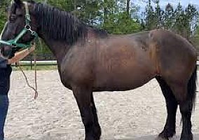 Quarter Horse (Quarter Horse, Gelding) in Detroit, MN