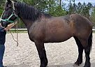 Quarter Horse - Horse for Sale in detroit, MN 48219