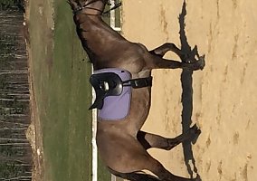 Mare Dibbs