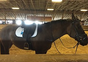Mare (Quarter Horse, Mare) in Salem, NH