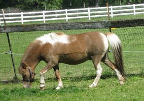 Mare In Foal Sephora
