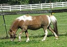 Miniature Mare for Sale in Hillsboro, Oregon Miniature Mare for Sale in Hillsboro, Oregon