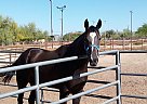Thoroughbred - Horse for Sale in Phoenix, AZ 85032