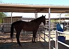 Thoroughbred - Horse for Sale in Phoenix, AZ 85032