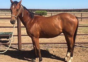Quarter Horse (Quarter Horse, Gelding) in Tampa, FL
