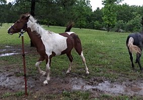 Pretty Little Spotted Saddle Mare Roxie