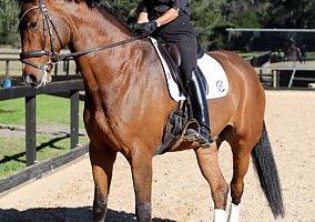 Quarter Horse (Quarter Horse, Gelding) in Cedar Bluff, AL