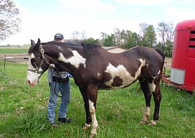Paint (Paint, Mare) in Norwalk, OH