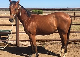 Quarter Horse (Quarter Horse, Mare) in Kilgore, TX