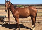 Quarter Horse - Horse for Sale in Kilgore, TX 75662