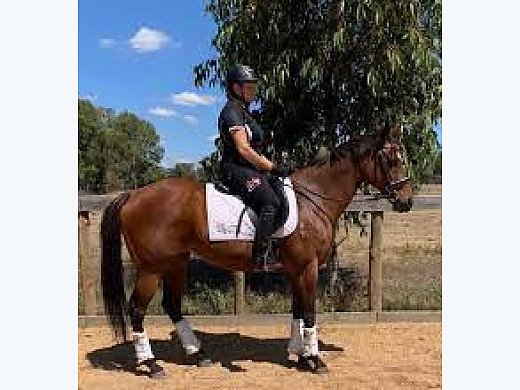 Riding Pony Gelding - Hunter