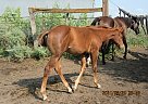 Margarite - Mare in Milnor, ND Margarite - Mare in Milnor, ND