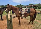 Quarter Horse - Horse for Sale in Wedgefield, SC 29168 Quarter Horse - Horse for Sale in Wedgefield, SC 29168