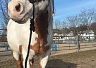 Sweet Registered Paint Gelding Paint Gelding