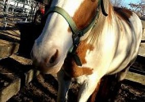 Paint (Paint, Gelding) in North Attleboro, MA