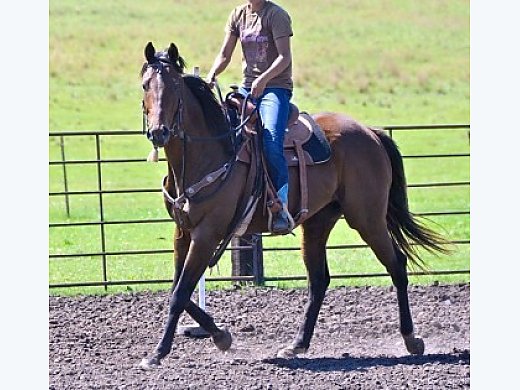 Thoroughbred Gelding