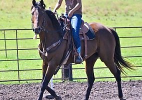 Thoroughbred