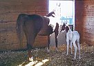 Well Trained Mare/Filly now Sold... Saddlebred Mare
