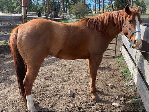 2011 Grade Sorrel Gelding