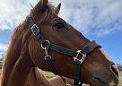 Thoroughbred - Horse for Sale in Camarillo, CA 93010 Thoroughbred - Horse for Sale in Camarillo, CA 93010