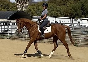Thoroughbred (Thoroughbred, Gelding) in Camarillo, CA