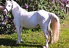 Cute Pony Pony Mare