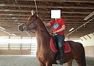 Lacey Arabian Mare