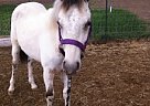 - Stallion in De Beque, CO - Stallion in De Beque, CO
