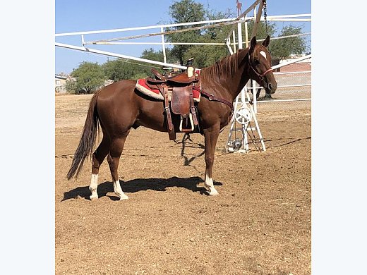 AQHA Gelding