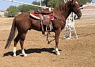 Ten Silver Coins - Gelding in Tucson, AZ Ten Silver Coins - Gelding in Tucson, AZ