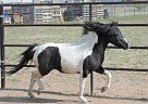 Shetland Pony - Horse for Sale in Chino Valley, AZ 86323