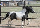 Shetland Pony - Horse for Sale in Chino Valley, AZ 86323 Shetland Pony - Horse for Sale in Chino Valley, AZ 86323