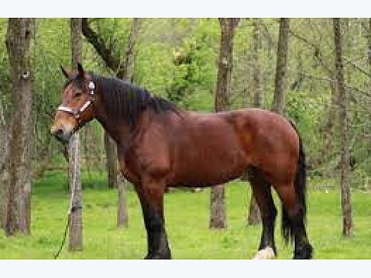 Beautiful TB Gelding Gentle