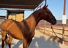 Andalusian - Horse for Sale in Bakersfield, CA 93215