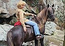 Tanner - Gelding in Springfield, OH Tanner - Gelding in Springfield, OH