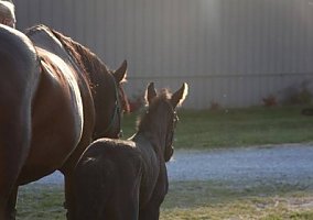 Warmblood (Warmblood, Mare) in Crab Orchard, KY