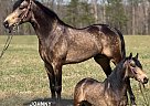 Kentucky Mountain - Horse for Sale in Whitley City Ky, KY 42633