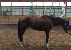Gelding. Appaloosa Appaloosa Gelding