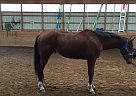 Appaloosa Gelding for Sale in Altamont, New York Appaloosa Gelding for Sale in Altamont, New York