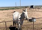 Duke - Gelding in Fort Lupton, CO Duke - Gelding in Fort Lupton, CO
