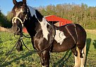 Teddy - Gelding in Greenville, MO Teddy - Gelding in Greenville, MO