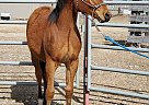 DR MAGRITTE - Gelding in Canyon creek, MT DR MAGRITTE - Gelding in Canyon creek, MT