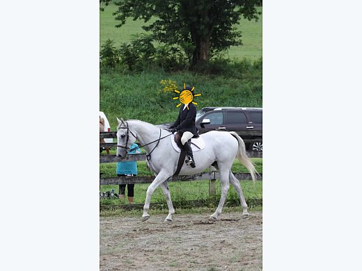 Handsome Hunter Gelding