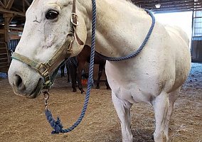 Thoroughbred (Thoroughbred, Gelding) in Brogue, PA