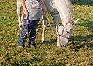 Quarter Horse - Horse for Sale in Marinette, WI 54143 Quarter Horse - Horse for Sale in Marinette, WI 54143