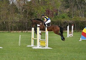 Thoroughbred (Thoroughbred, Gelding) in Cochranville, PA